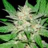 Семена каннабиса Auto Royal Haze feminised Ganja Seeds недорого