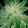 заказ семян конопли Спб Auto Amnesia feminised
