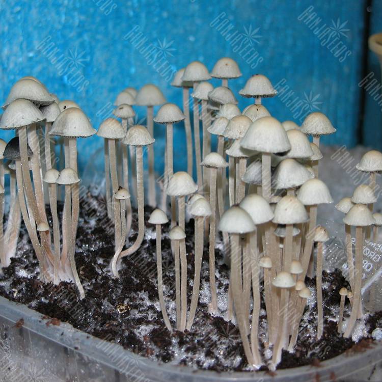 споровый оттиск Panaeolus Cyanescens Jamaica споровый оттиск Panaeolus Cyanescens Jamaica