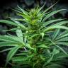 семена конопли в интернете Auto Maria feminised