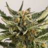 семена конопли аутдор Auto Skunk feminised Green House Seeds