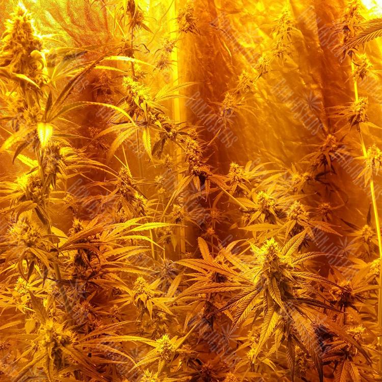 семена конопли аутдор Liberty Haze feminised Barneys Farm