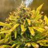 заказ семян конопли Auto Royal Creamatic feminised Royal Queen заказ семян конопли Auto Royal Creamatic feminised Royal Queen