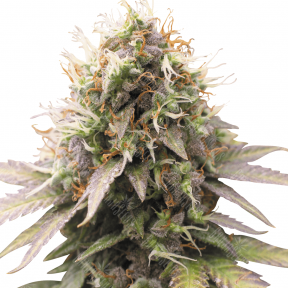 Auto Royal Kush feminised Ganja Seeds