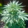 Семена марихуаны Auto Lowryder2 feminised Ganja Seeds