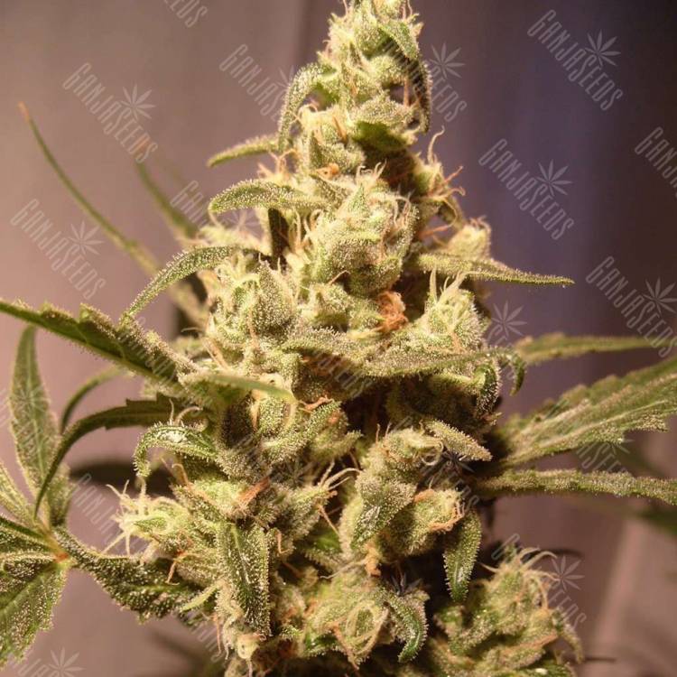 семена конопли с доставкой Auto Exodus Cheese feminised Green House Seeds