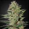 семена индийской конопли Auto Exodus Cheese feminised Green House Seeds
