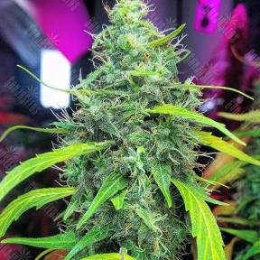 El Queso feminised RuSeeds