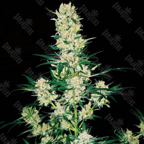 Khan Tengri feminised Bang Seeds