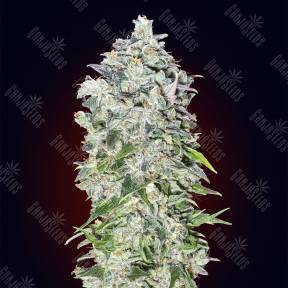 Auto 00 Hashchis (Cheese) feminised 00 Seeds