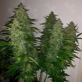 Royal Gorilla feminised Ganja Seeds
