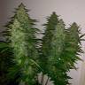 Семена конопли Royal Gorilla feminised Ganja Seeds