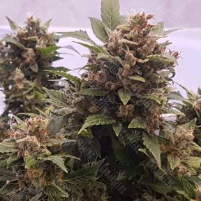 Auto Big Devil feminised Ganja Seeds