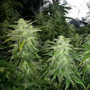 White Widow x Great White Shark feminised Ganja Seeds