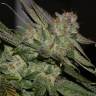 автоцветущие семена конопли Auto Super Bud feminised Green House Seeds
