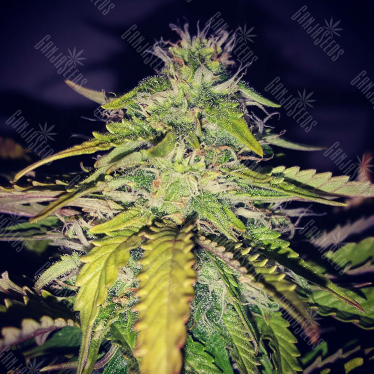 Guerrilla Diesel Ryder feminised RuSeeds