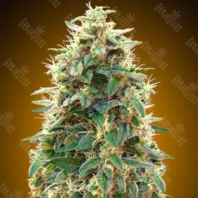 Auto 00 Kush feminised 00 Seeds