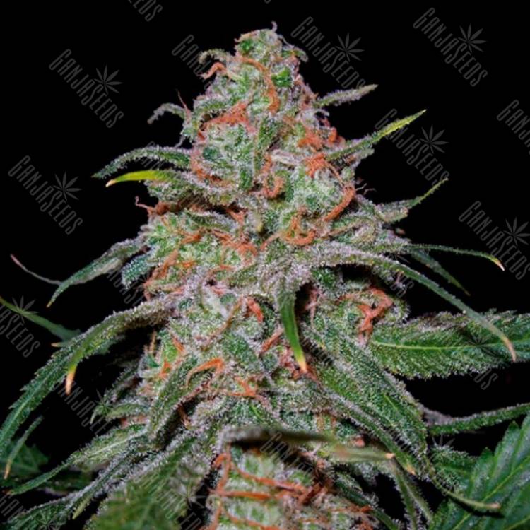 конопля семена сорта заказать Lemon Skunk feminised DNA Genetics конопля семена сорта заказать Lemon Skunk feminised DNA Genetics