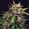 семена индийской конопли Auto Russian feminised Exotic Seed