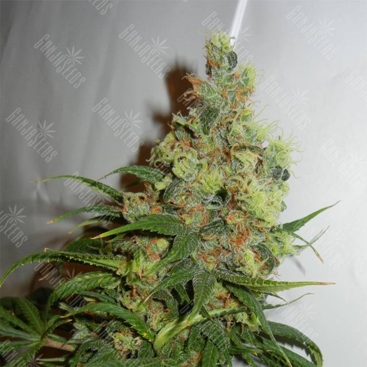 качественные семена конопли NeiL Haze regular Kannabia Seeds качественные семена конопли NeiL Haze regular Kannabia Seeds