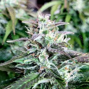 Auto Shark feminised Pyramid Seeds