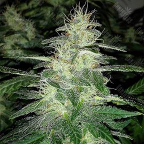 Auto Royal Dwarf feminised Royal Queen