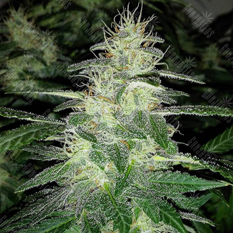 где можно заказать семена конопли Auto Royal Dwarf feminised Royal Queen