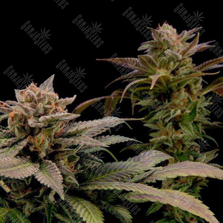 семена конопли феминизированные White Widow x Bubble Gum feminised семена конопли феминизированные White Widow x Bubble Gum feminised