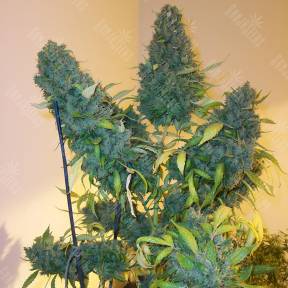 Auto Euforia feminised Dutch Passion Seeds