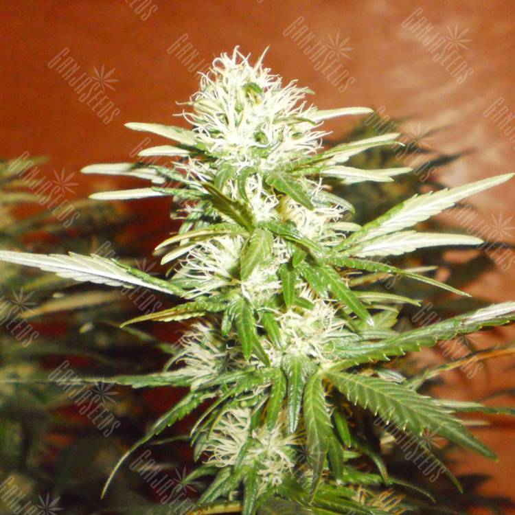 семена конопли феминизированные Kun feminised Bang Seeds