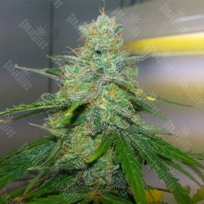 Auto Jock Horror regular Ganja Seeds
