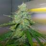 качественные семена конопли Auto Jock Horror regular