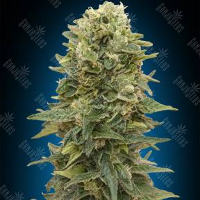 Auto Afghan Mass feminised 00 Seeds
