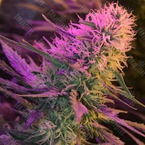 Orange Sherbert feminised Barneys Farm