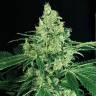 семена конопли f1 в оригинальной упаковке Auto Sir Jack feminised Exotic Seed
