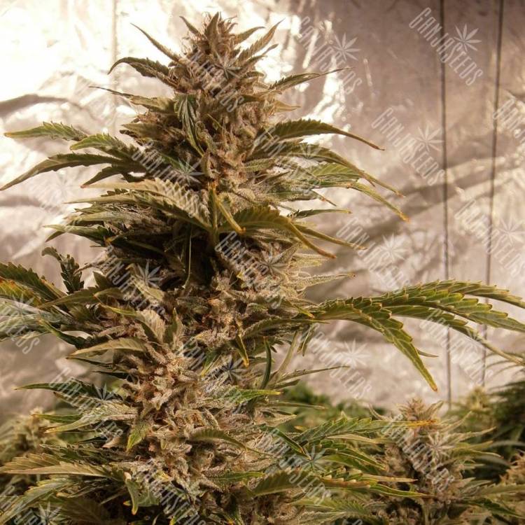 Hubble Bubble feminised Mandala Seeds Hubble Bubble feminised Mandala Seeds