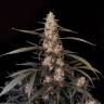 Auto Haze feminised Ganja Seeds