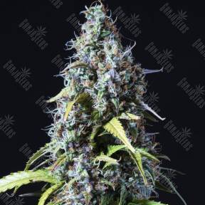 Auto Haze feminised Ganja Seeds