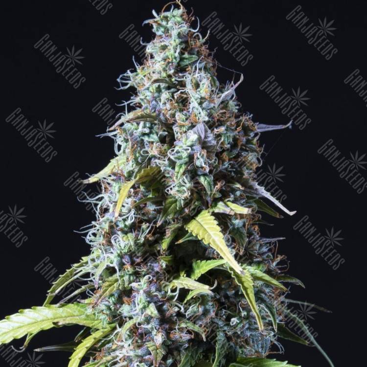 Auto Haze feminised Ganja Seeds