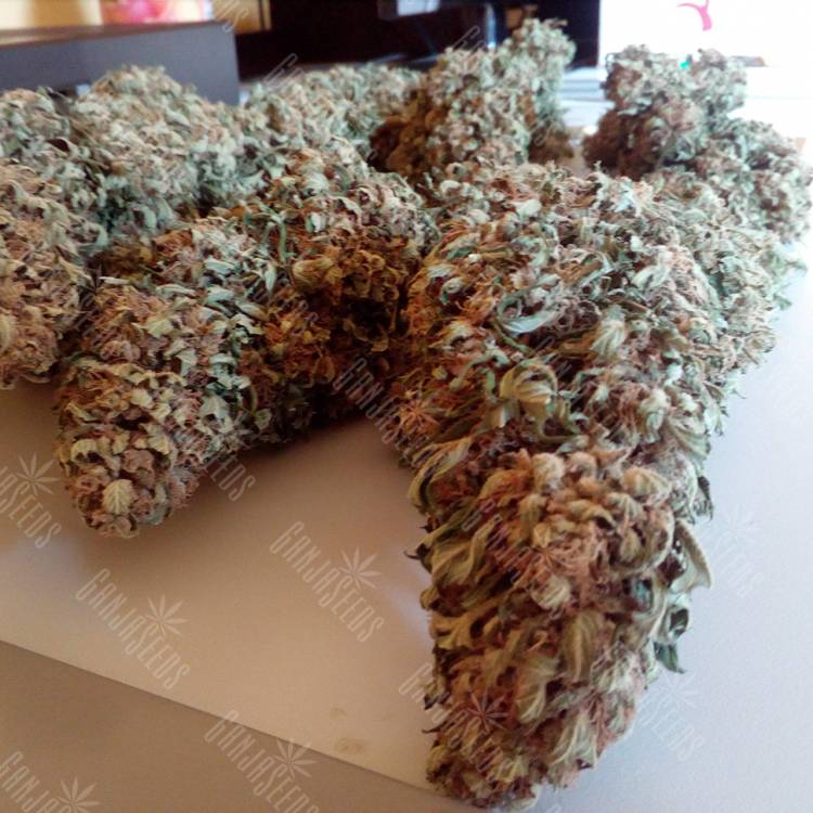 семена конопли медицинской Black Domina feminised