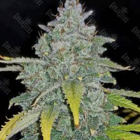 Jamaican Orange Skunk feminised Ganja Seeds