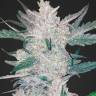 Auto Moscow feminised Ganja Seeds