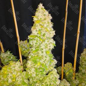 Auto Moscow feminised Ganja Seeds
