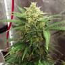 купить семена конопли Auto Super Lemon Haze feminised купить семена конопли Auto Super Lemon Haze feminised