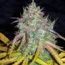 семена конопли купить на сайте Auto Super Lemon Haze feminised семена конопли купить на сайте Auto Super Lemon Haze feminised