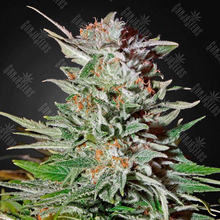 семена конопли недорого Auto Super Lemon Haze feminised Green House Seeds семена конопли недорого Auto Super Lemon Haze feminised Green House Seeds