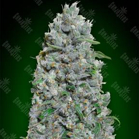 Auto Afghan Mass XXL feminised 00 Seeds