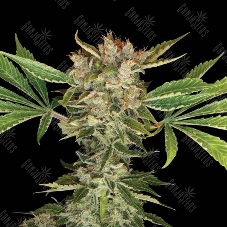 заказ семян конопли Москва Martian Kush feminised DNA Genetics