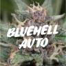семена культурной конопли купить Auto Blue Hell feminised Medical Seeds семена культурной конопли купить Auto Blue Hell feminised Medical Seeds