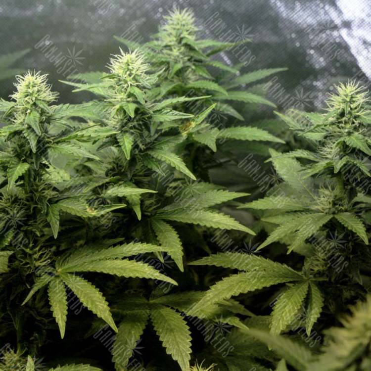 семена конопли в России Auto Blue Hell feminised Medical Seeds семена конопли в России Auto Blue Hell feminised Medical Seeds